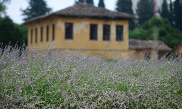 Lavanta üretimi sahile indi