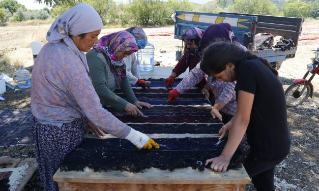 ANTALYA’DA TARLALAR HALI AÇTI