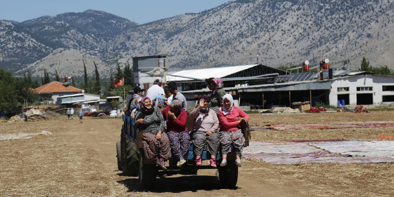 ANTALYA’DA TARLALAR HALI AÇTI