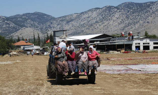 ANTALYA’DA TARLALAR HALI AÇTI