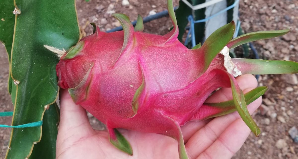 Kumluca’da ejder meyvesi yetiştirilmeye başlandı