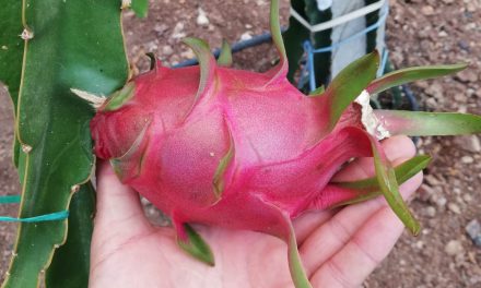 Kumluca’da ejder meyvesi yetiştirilmeye başlandı