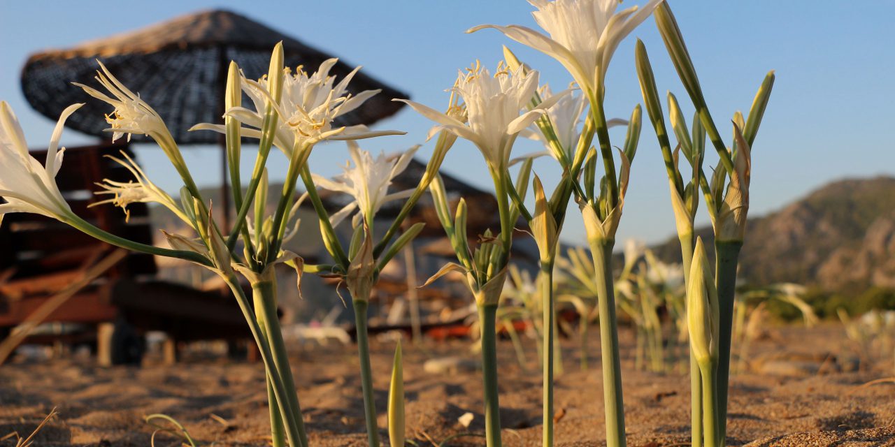 Çıralı’da Koruma Altındaki Kum Zambakları İlgi Görüyor