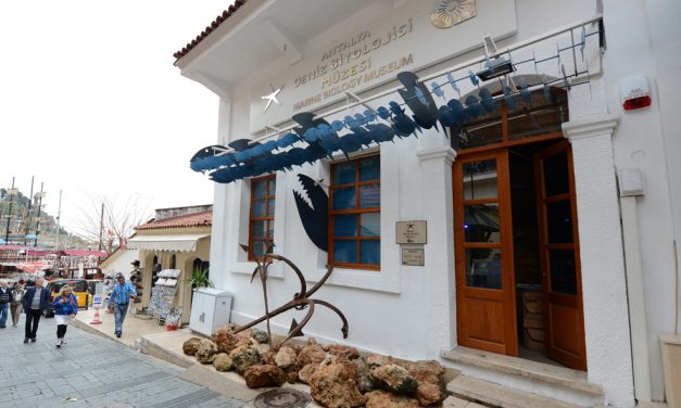 Antalya’nın deniz yaşamı bu müzede