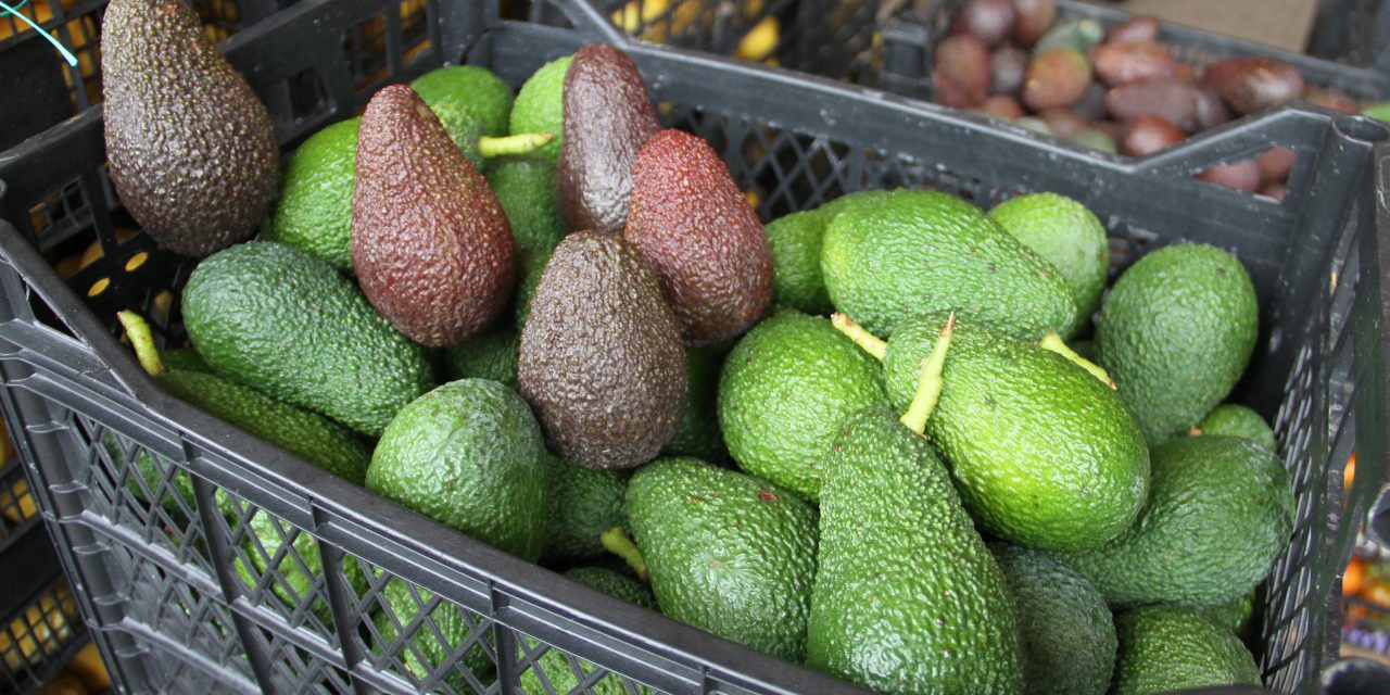 Avokado üretiminde hedef 60 milyon adet