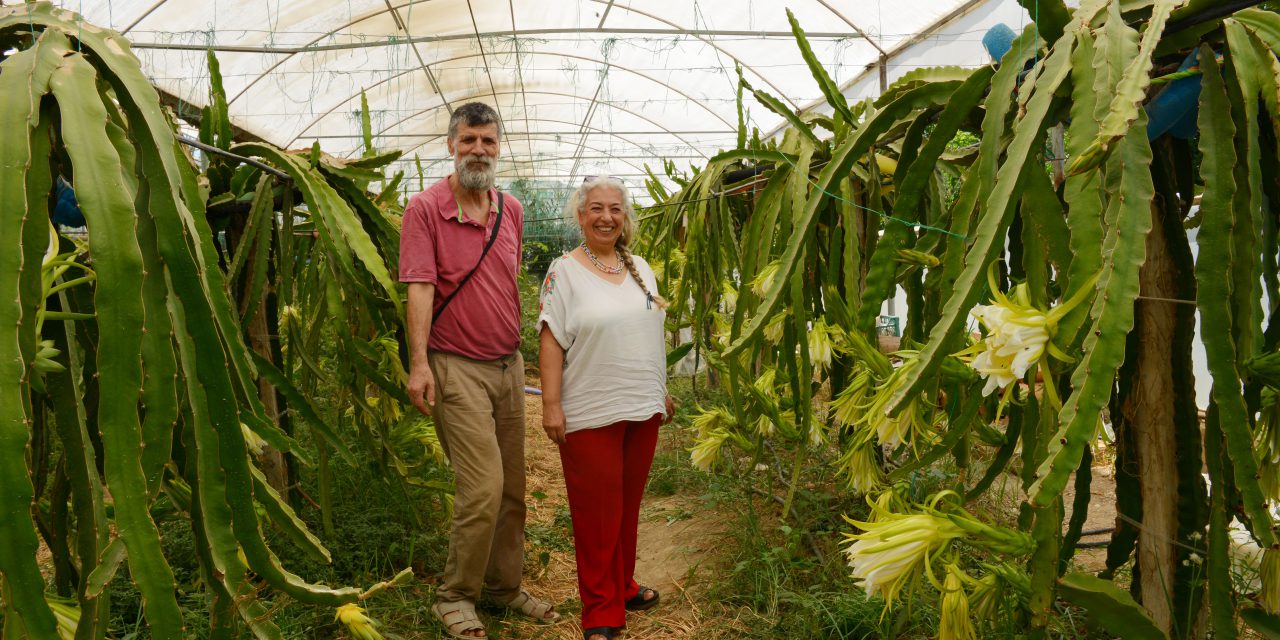 Emekli Öğretmen Çift “Ejder Meyvesi” Üretimi ile Girişimcilere Örnek Oluyor