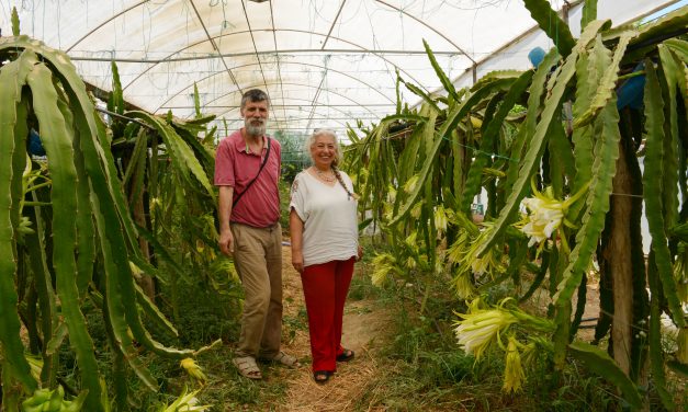 Emekli Öğretmen Çift “Ejder Meyvesi” Üretimi ile Girişimcilere Örnek Oluyor