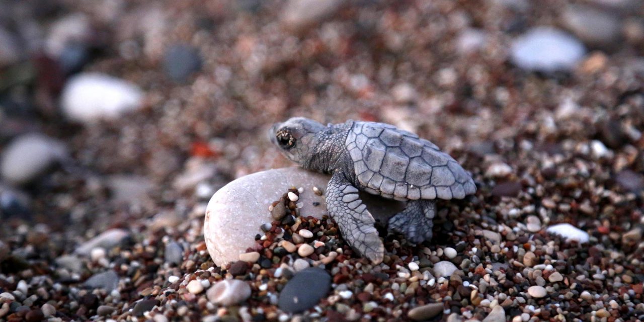 Çıralı’da caretta caretta yuva sayısı 98’e yükseldi