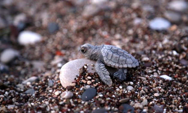 Çıralı’da caretta caretta yuva sayısı 98’e yükseldi