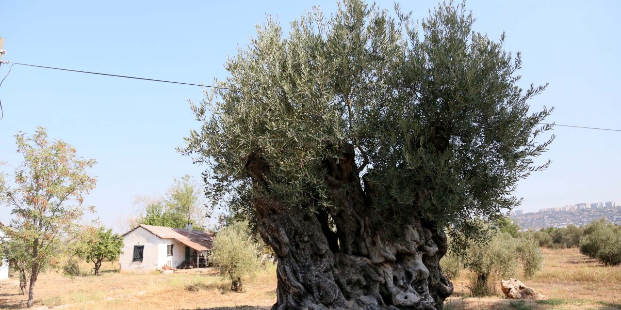 1204 yaşındaki zeytin ağacı meyve veriyor