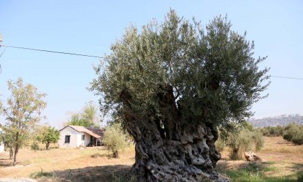 1204 yaşındaki zeytin ağacı meyve veriyor