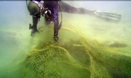 Hayalet ağlardan temizlenen Saint Didier batığı, balıklara yuva oldu
