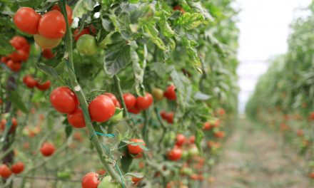 Tarım Ürünleri Üretici Fiyat Endeksi yıllık %20,76, aylık %3,52 arttı