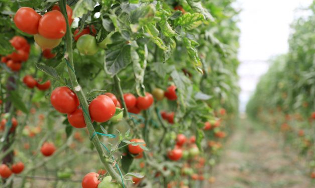 Tarım Ürünleri Üretici Fiyat Endeksi yıllık %20,76, aylık %3,52 arttı