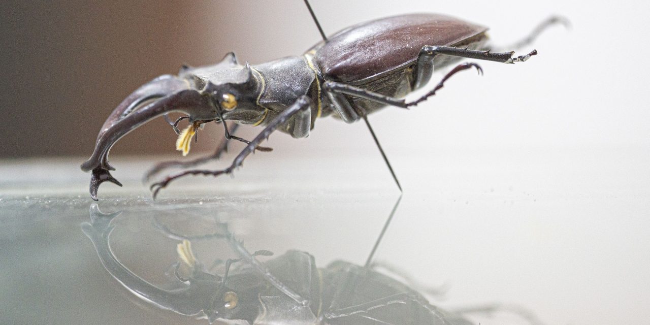 Antalya’daki “böcek müzesi”nde 530 tür sergileniyor