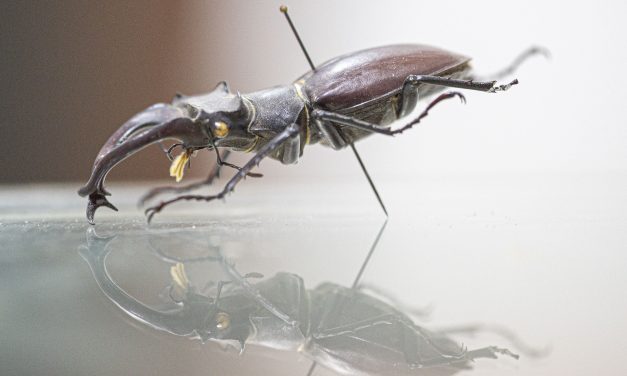 Antalya’daki “böcek müzesi”nde 530 tür sergileniyor
