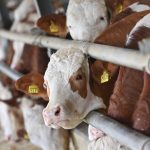 <strong>ATSO 2.Grup Meslek Komitesi: “Girdi Maliyetleri Nedeniyle Süt İneklerini Besleyemeyen Üretici Maddi Açıdan Desteklenmeli”</strong>