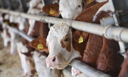 ATSO 2.Grup: Girdi Maliyetleri Nedeniyle Süt İneklerini Besleyemeyen Üretici Maddi Açıdan Desteklenmeli