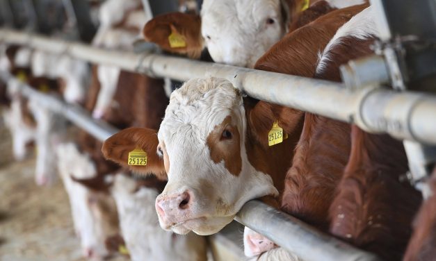 <strong>ATSO 2.Grup Meslek Komitesi: “Girdi Maliyetleri Nedeniyle Süt İneklerini Besleyemeyen Üretici Maddi Açıdan Desteklenmeli”</strong>